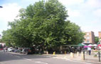 Orange Square 