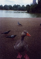 Papera ad Hyde Park che esce dal Serpentine