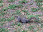 Uno scoiattolo a Church House Gardens