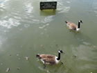Due "pennuti" nel laghetto del Parco