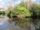 Husseywell Park - Stagno