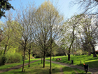The Knoll