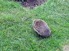 Un riccio che cammina nel Boston Manor Park