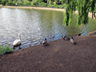 Osterley Park House - Laghetto con pennuti