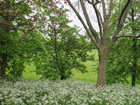 Mostyn Gardens