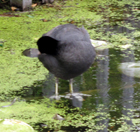 Un pennuto nello Stagno denominato "Eagle Pond"