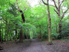 Highgate Wood