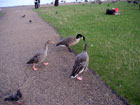 Kensington Gardens-"Pennuti" 