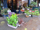 Un negozio di piante e fiori lungo Lordship Road