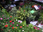 Fiori in vendita a Columbia Road Flower Market